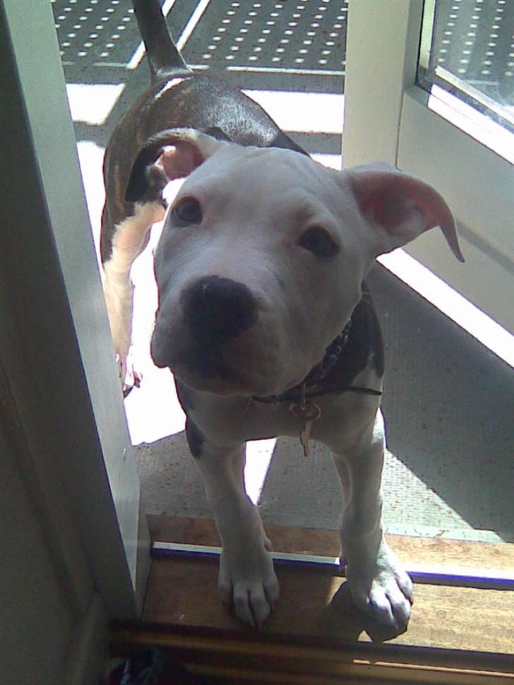 Amerikansk staffordshire terrier Coco billede 5