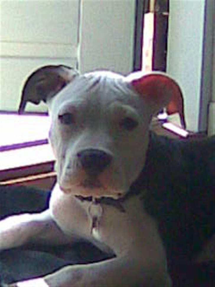 Amerikansk staffordshire terrier Coco billede 6