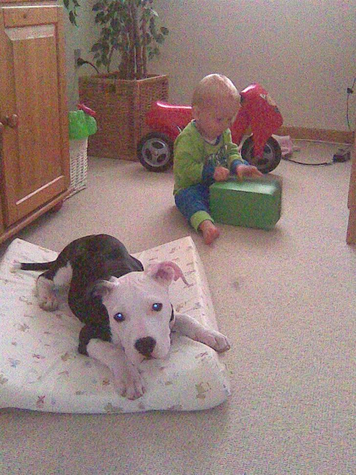 Amerikansk staffordshire terrier Coco billede 7