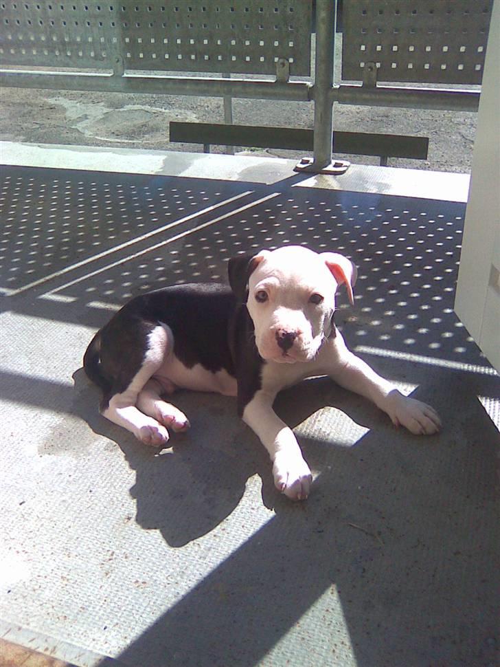 Amerikansk staffordshire terrier Coco billede 8