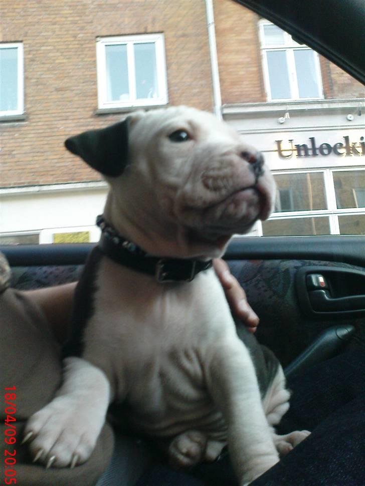 Amerikansk staffordshire terrier Coco billede 9