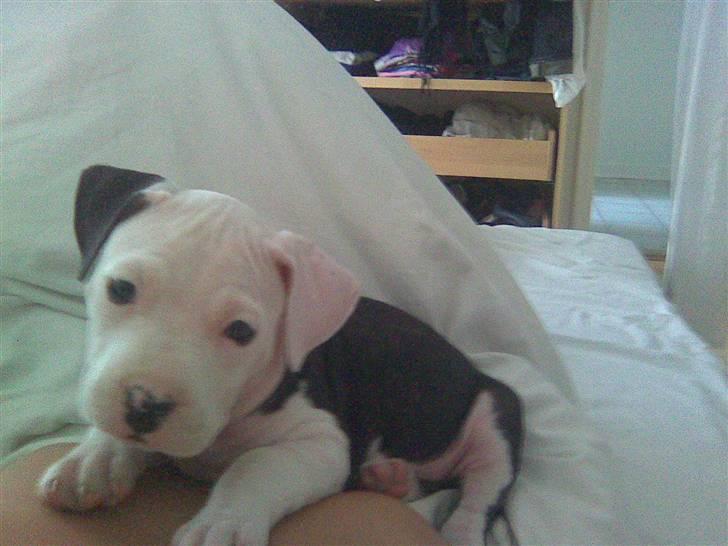 Amerikansk staffordshire terrier Coco billede 10