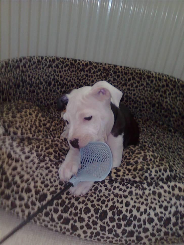 Amerikansk staffordshire terrier Coco billede 11