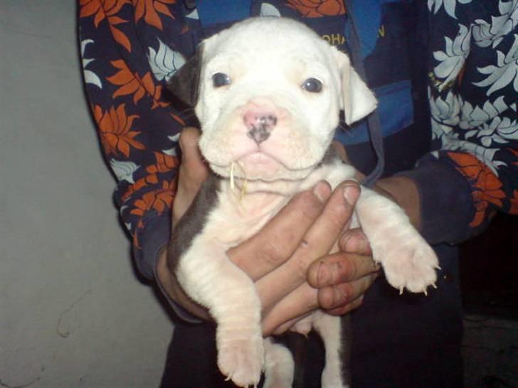 Amerikansk staffordshire terrier Coco billede 12