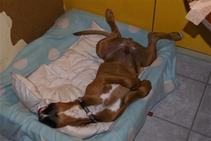 Boxer Lukas - Sådan sover en boxer. billede 8