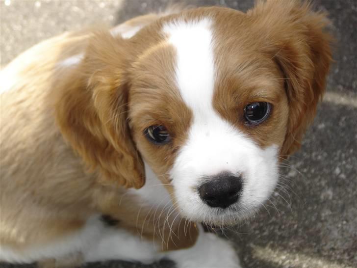 Cavalier king charles spaniel Nemo - Nemo 8 uger billede 1