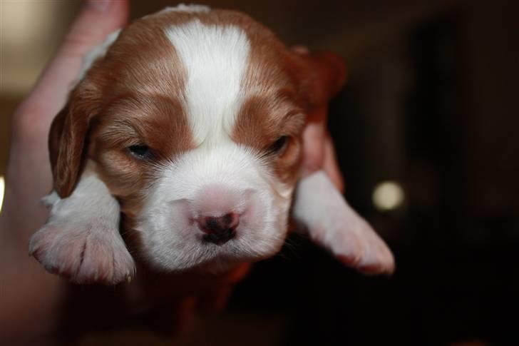 Cavalier king charles spaniel Nemo billede 2