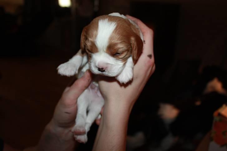 Cavalier king charles spaniel Nemo billede 3
