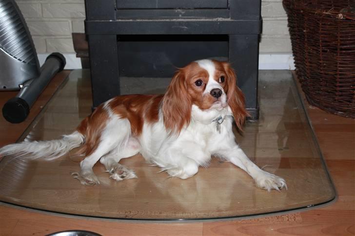 Cavalier king charles spaniel Nemo - Nemos far billede 4