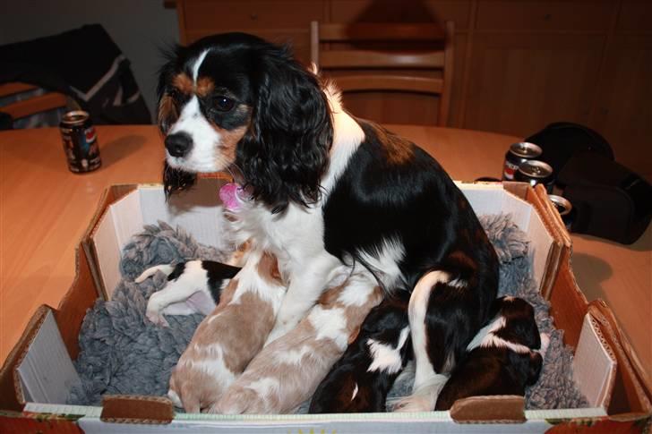 Cavalier king charles spaniel Nemo - Nemos mor billede 5