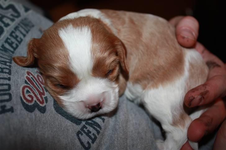 Cavalier king charles spaniel Nemo billede 6