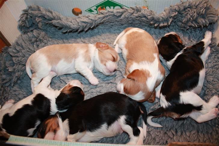 Cavalier king charles spaniel Nemo billede 7