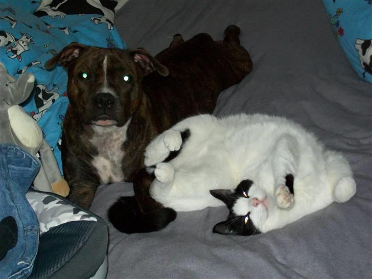 Staffordshire bull terrier Bella - en god hygge stund.. billede 7