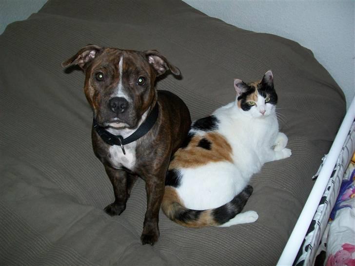 Staffordshire bull terrier Bella - bella og fidi hygger billede 8