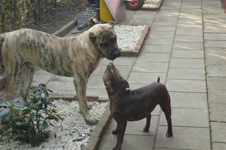 Staffordshire bull terrier Bella - slip lige den pind ... billede 9