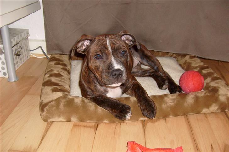 Staffordshire bull terrier Bella - bella som hvalp ca 12 uger billede 10