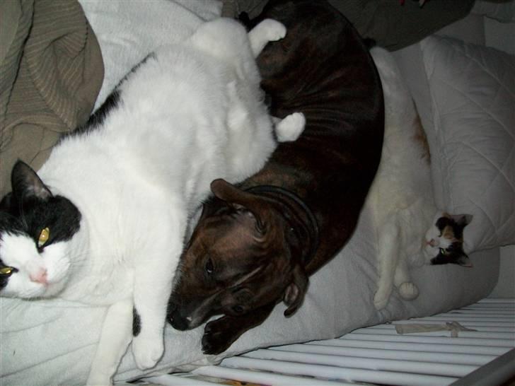 Staffordshire bull terrier Bella - 3 på stribe billede 11