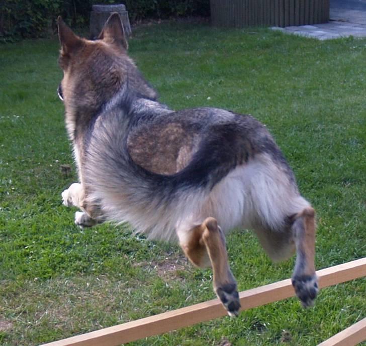 Schæferhund Simik | Duttiemanden.  <3 - 19# Når enden er god, er alting godt! :D <3 billede 17