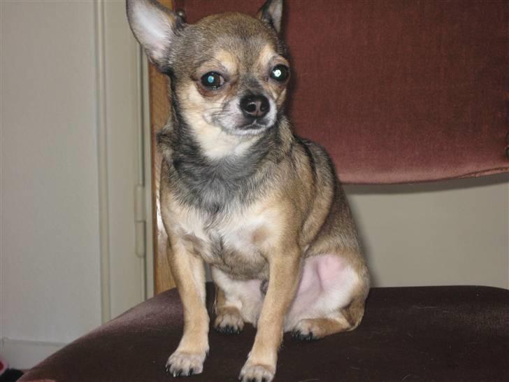 Chihuahua Lillepuslings Hr. Simba  - Se hvor voksen jeg er blevet billede 16