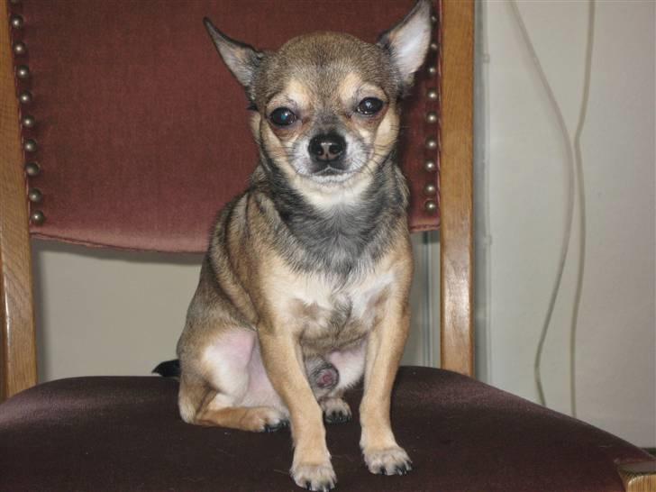 Chihuahua Lillepuslings Hr. Simba  billede 17