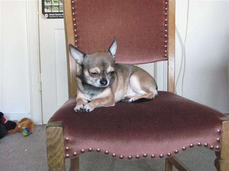 Chihuahua Lillepuslings Hr. Simba  billede 18