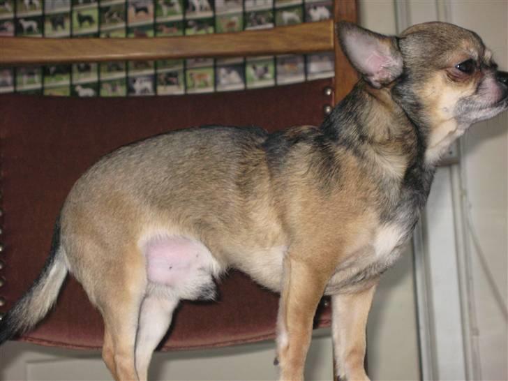 Chihuahua Lillepuslings Hr. Simba  billede 19