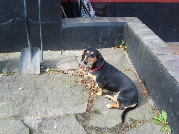 Blanding af racer Tessi R.I.P 18/10-10 billede 11