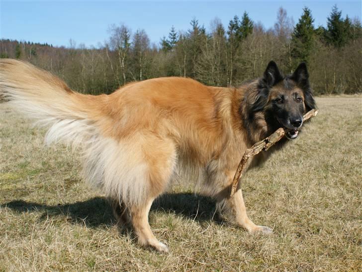 Tervueren Chacami Dess * Himmelhund - April 2009 billede 13