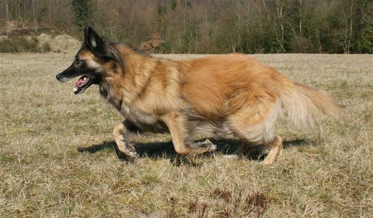 Tervueren Chacami Dess * Himmelhund - April 2009 billede 14