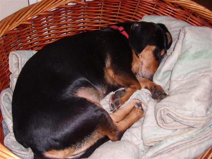 Blanding af racer Tessi R.I.P 18/10-10 billede 12