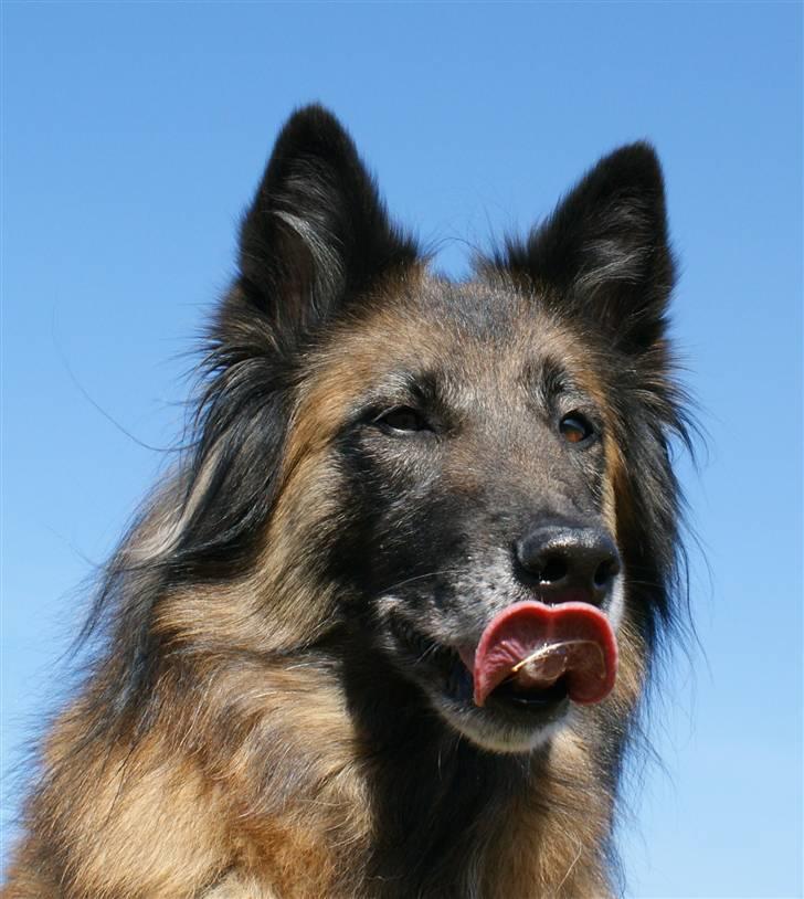 Tervueren Chacami Dess * Himmelhund - April 2009 billede 15