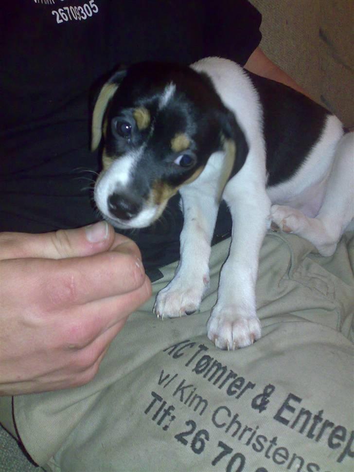 Dansk svensk gaardhund Futte - Dagen vi hentede hende  billede 12