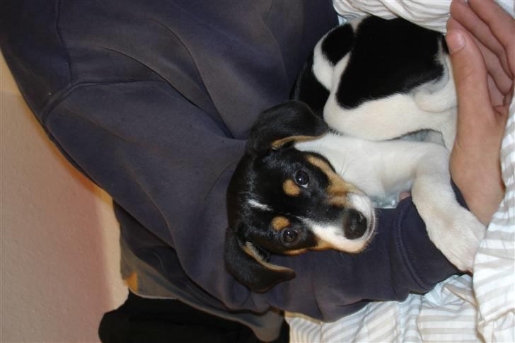 Dansk svensk gaardhund Futte billede 15