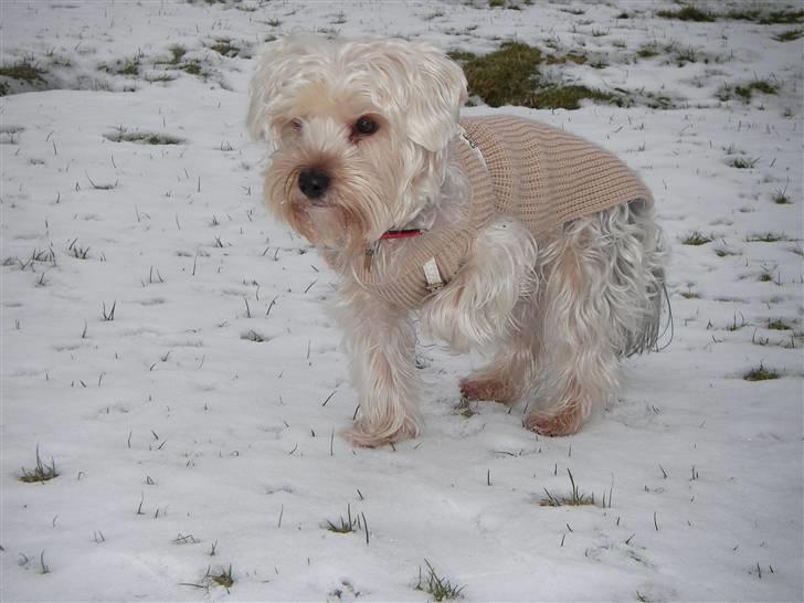 Yorkshire terrier *-Beatrice-* - Uff, det koldt det sne .. billede 4