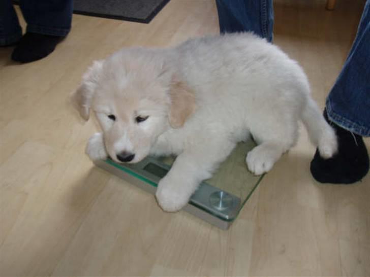 Blanding af racer Sif - Sif 7 uger gammel og 5 kr tung :-) billede 1