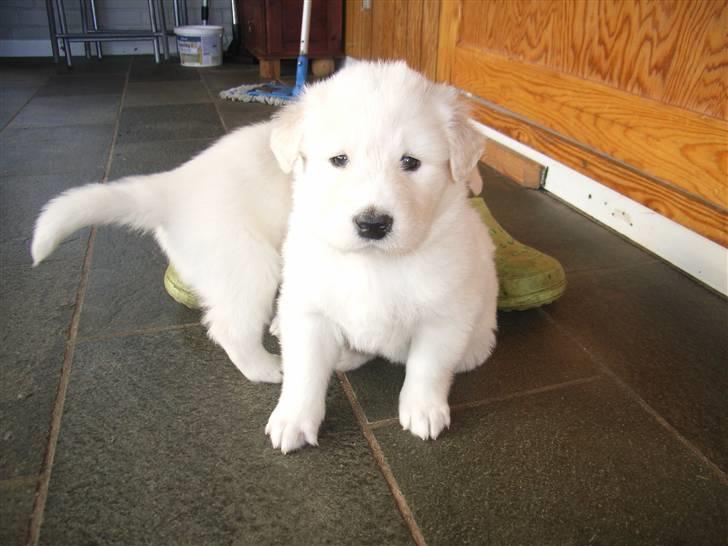 Blanding af racer Sif - Sif 5 uger gammel billede 2