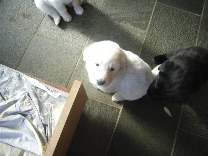 Blanding af racer Sif - Så søøøøøøød billede 3