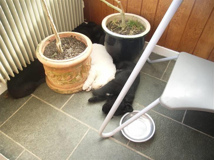 Blanding af racer Sif - total afslapning billede 4