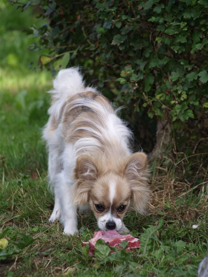 Papillon simba billede 2