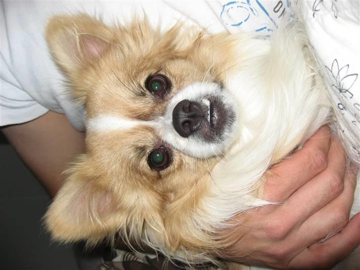 Papillon simba billede 3