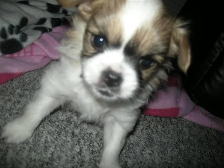 Papillon simba billede 4