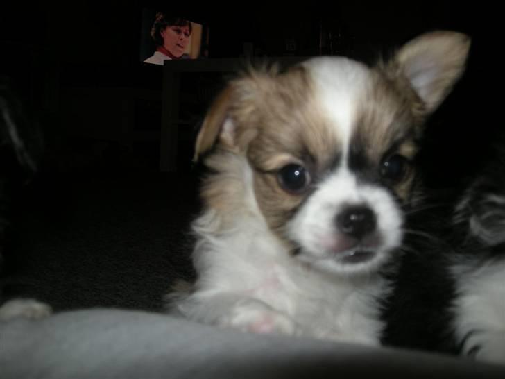 Papillon simba billede 5