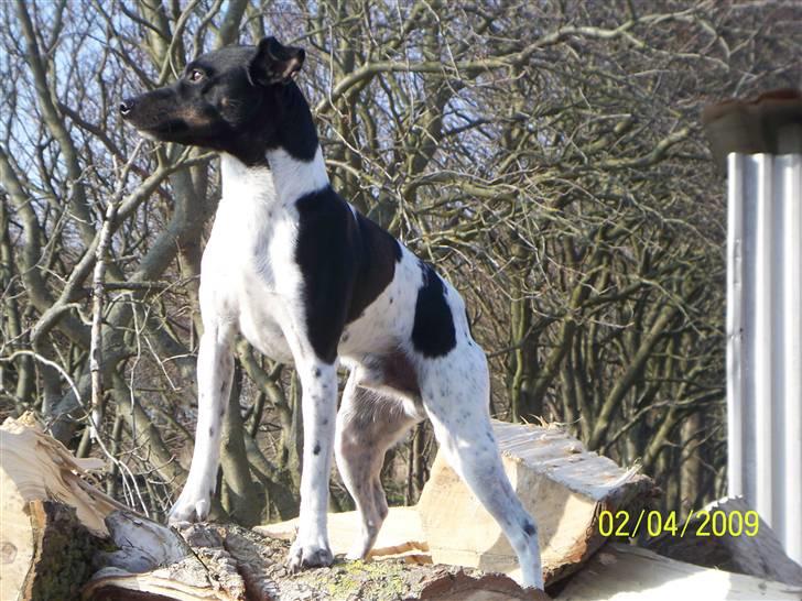 Dansk svensk gaardhund Rollo - Far til 4..  billede 18