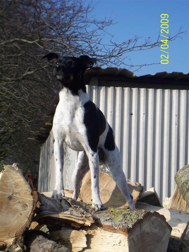 Dansk svensk gaardhund Rollo - Far til 4..  billede 19