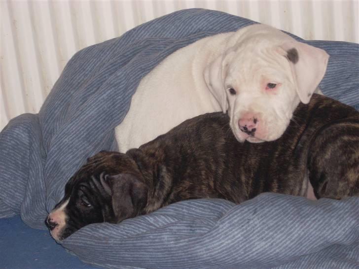 Blanding af racer Medina " Miss diva" billede 9