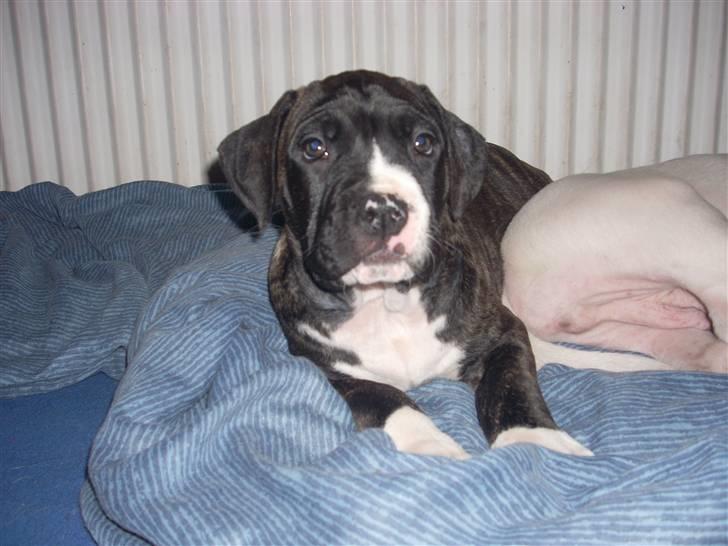 Blanding af racer Medina " Miss diva" - Ååååh lad os nu sove... !! billede 10