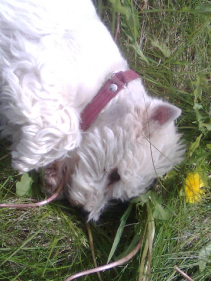 West highland white terrier Minnie - When you lie in the grass I alway lie me at you sid to look on the sky with you!! ;D<3 billede 11
