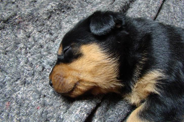 Rottweiler Cæsar - 3 uger gamle de er sku da nuser :-) billede 10
