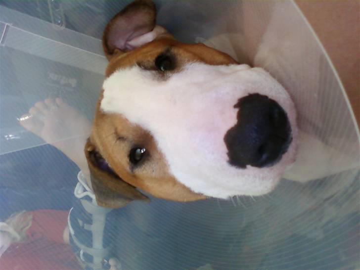 Blanding af racer (bullterrier) Gizmo R.I.P billede 11