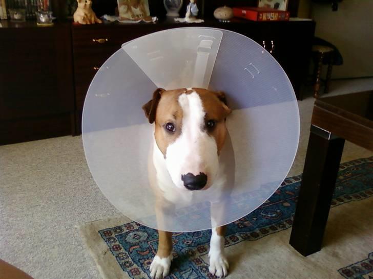 Blanding af racer (bullterrier) Gizmo R.I.P billede 12